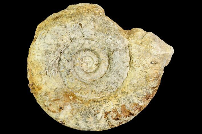 Fossil Ammonite (Hildoceras)- England #110803